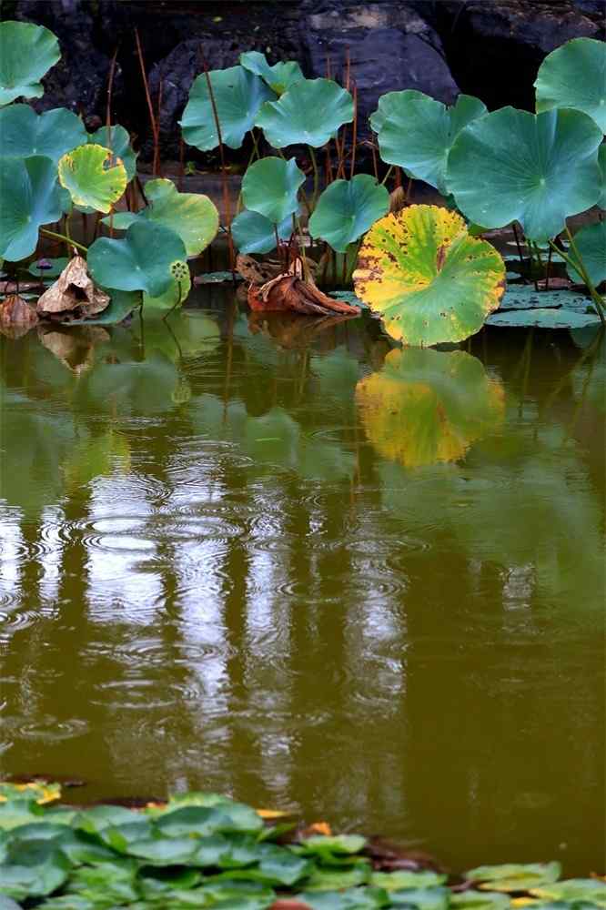 荷塘落雨图手机壁纸