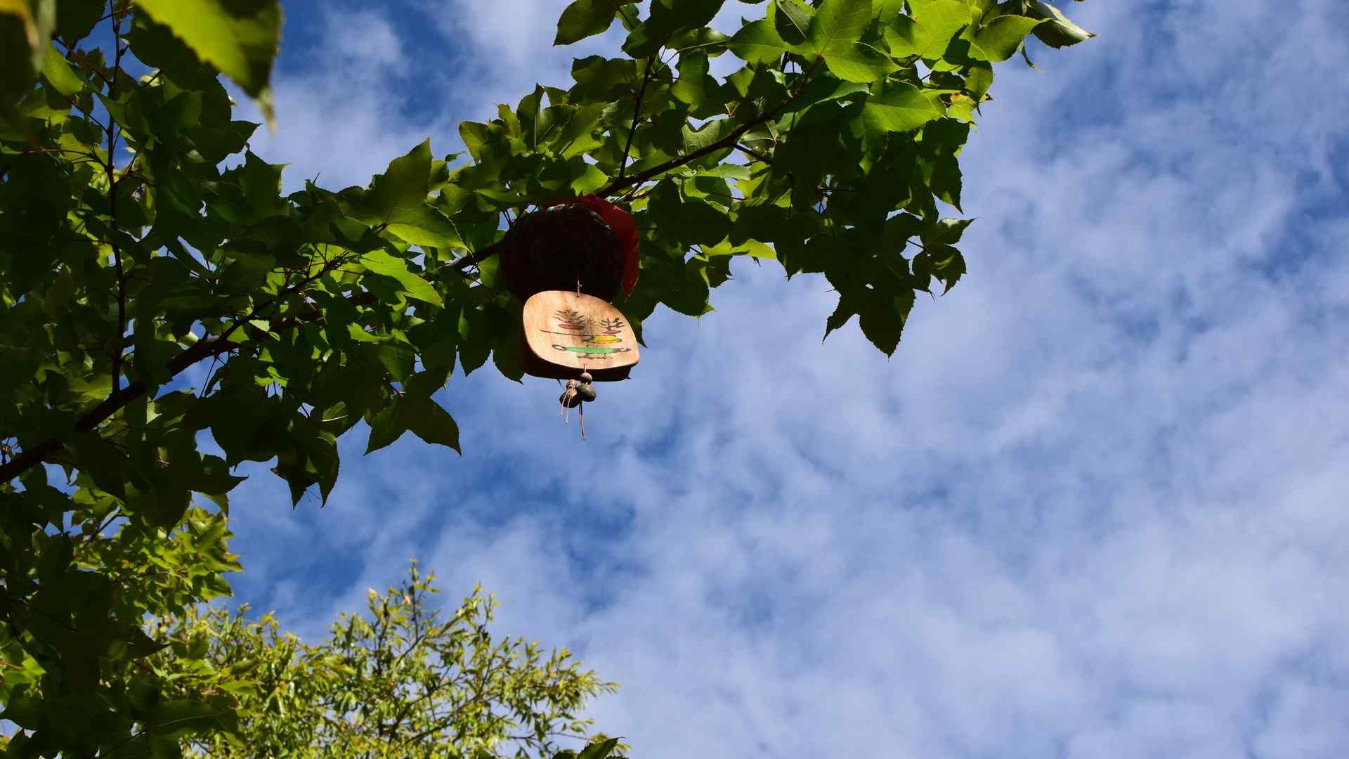 优美树木桌面壁纸