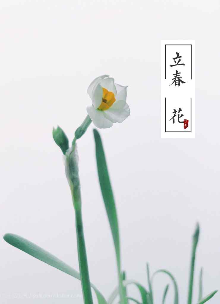 2017年立春图片之水仙花手机壁纸