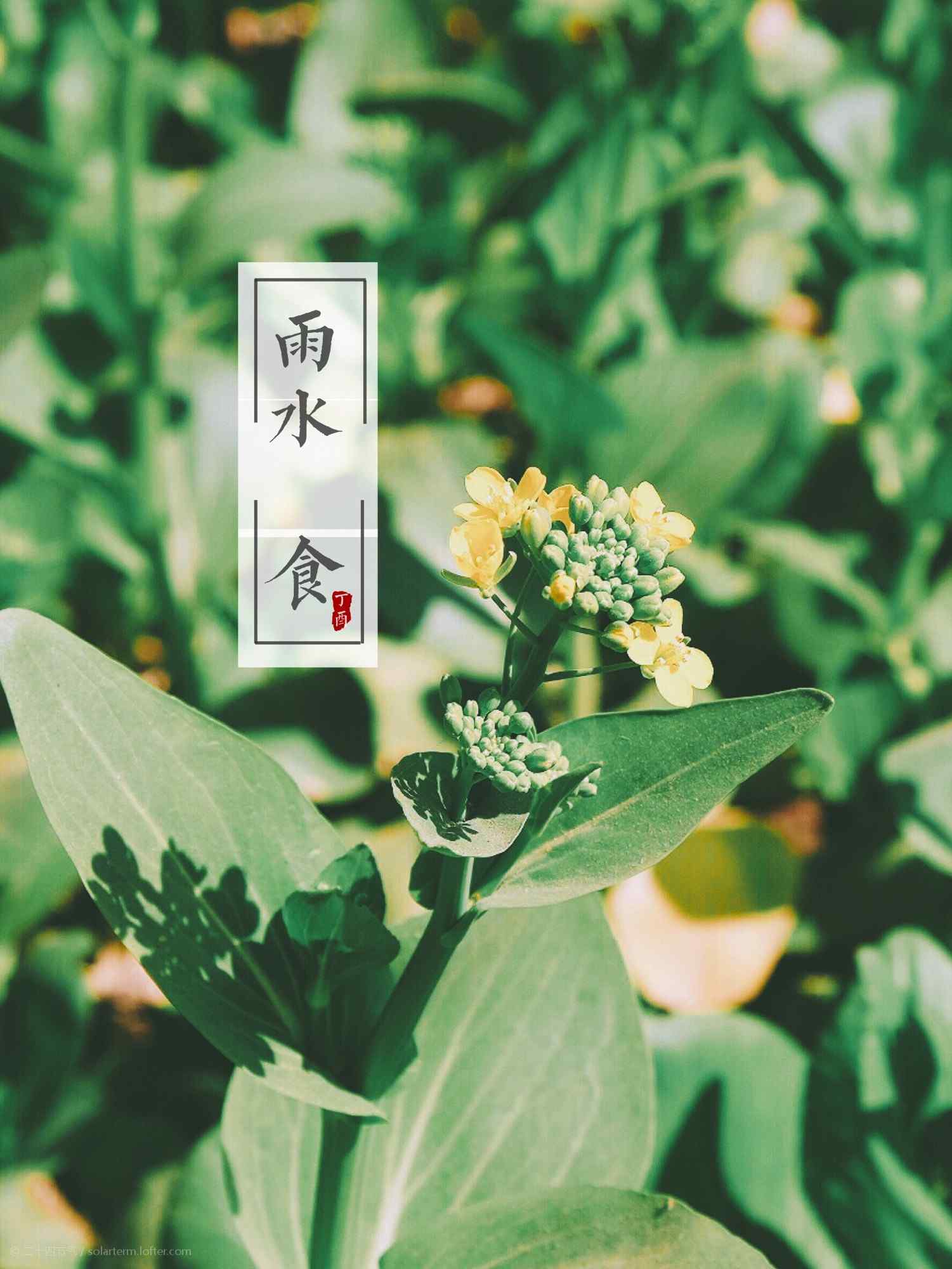 雨水节气-春天油菜花开图片手机壁纸