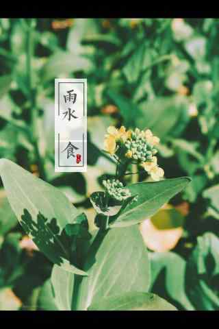 雨水节气-春天油菜花开图片手机壁纸