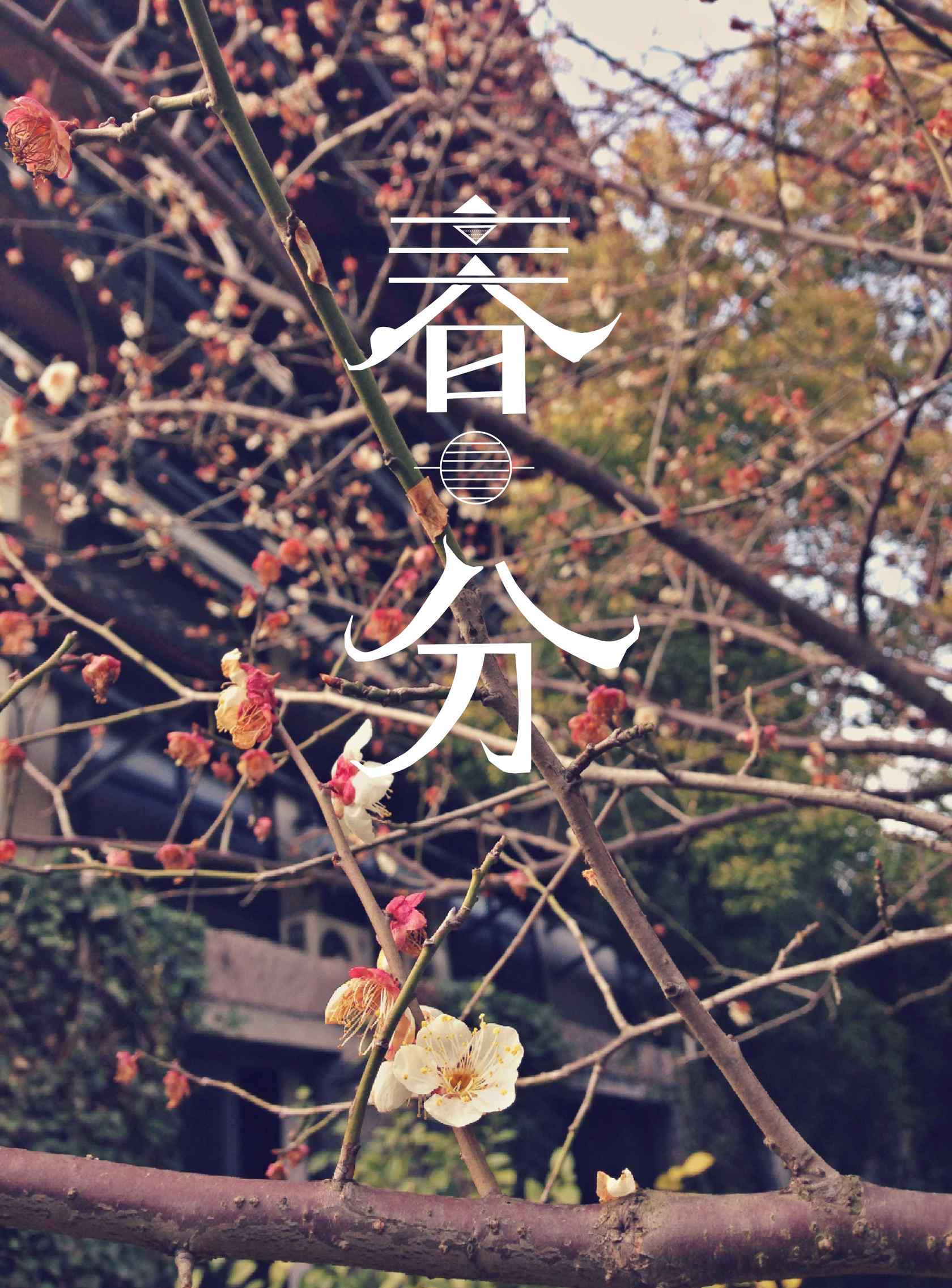 春分节气—春天花开满枝手机壁纸