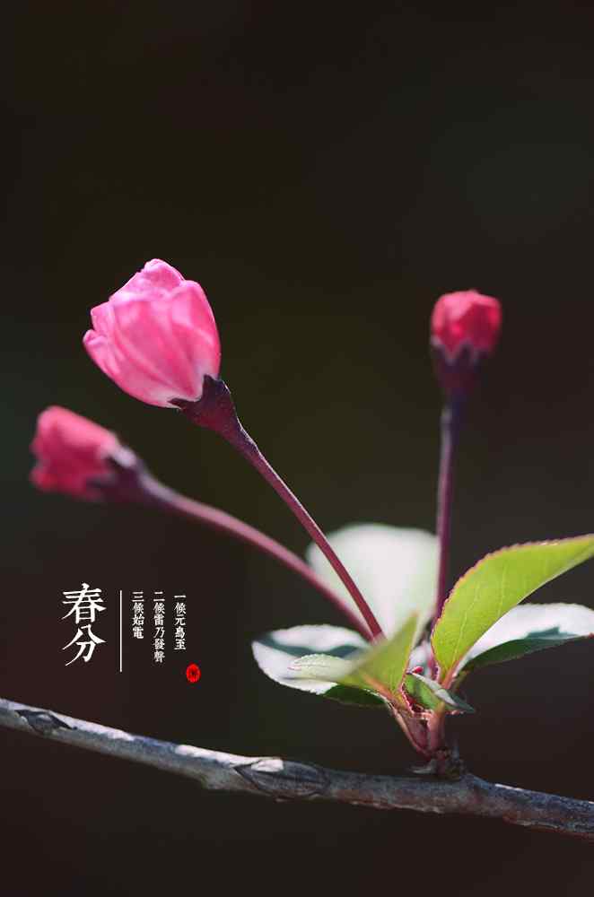 春分节气—春日开满鲜花枝桠手机壁纸