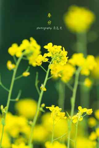 春分节气—春日里的油菜花手机壁纸