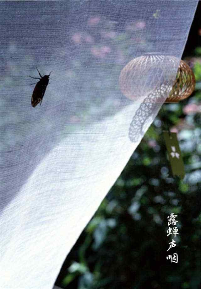 处暑节气之露蝉声咽手机壁纸