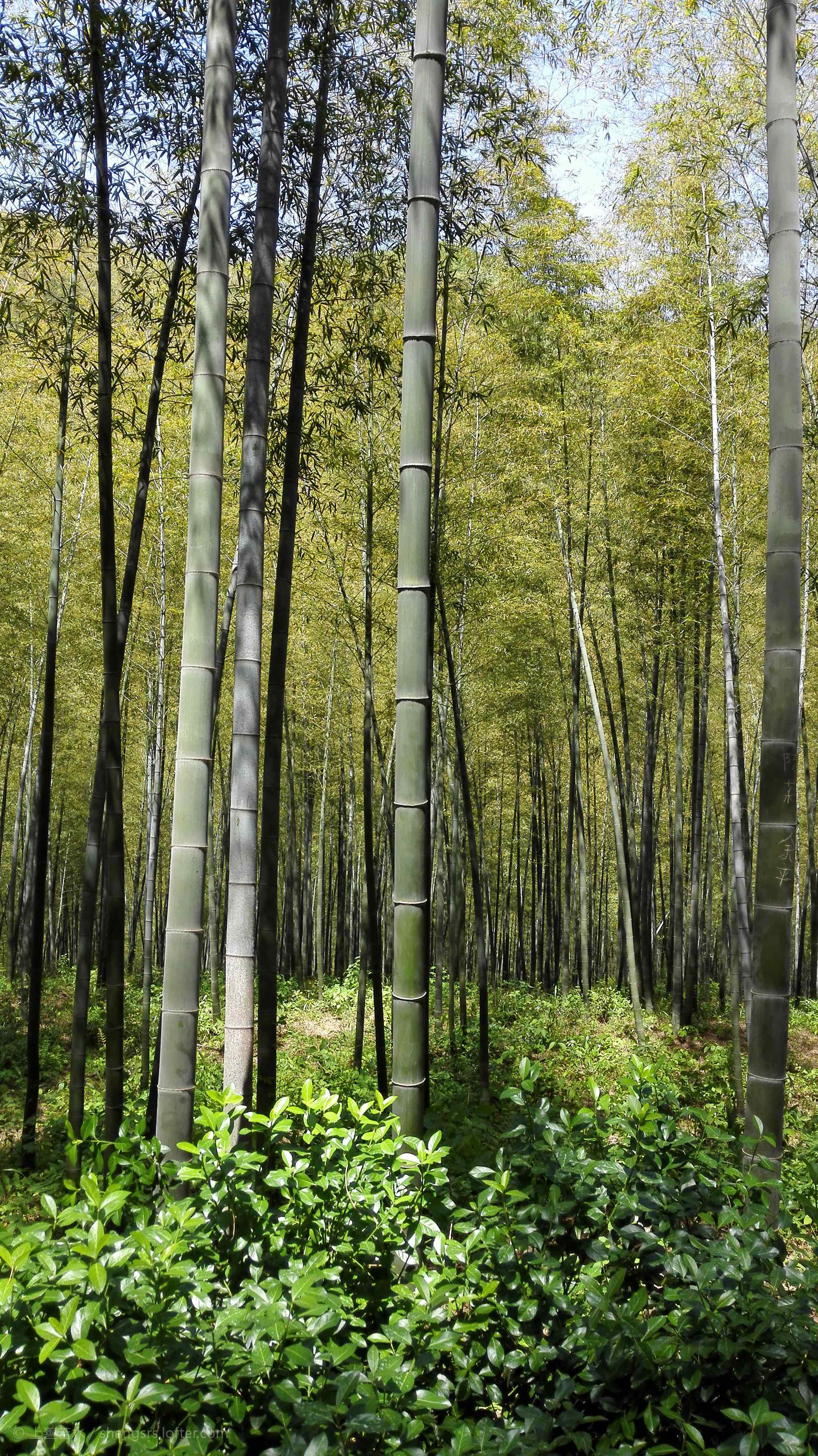 绿色护眼南山竹海的竹林手机壁纸