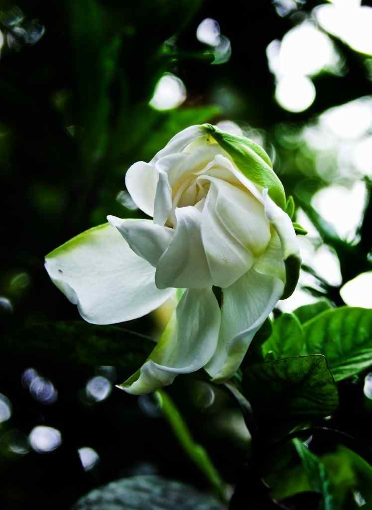 栀子花纯白花朵与小虫子手机壁纸