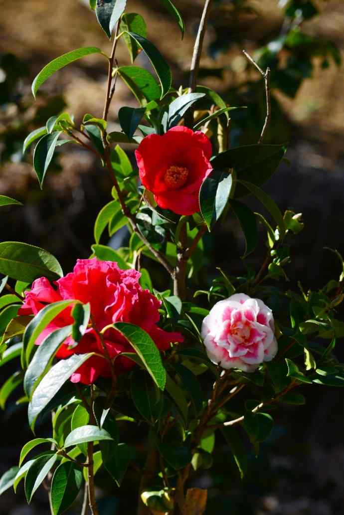 茶花多品种茶花齐开放手机壁纸