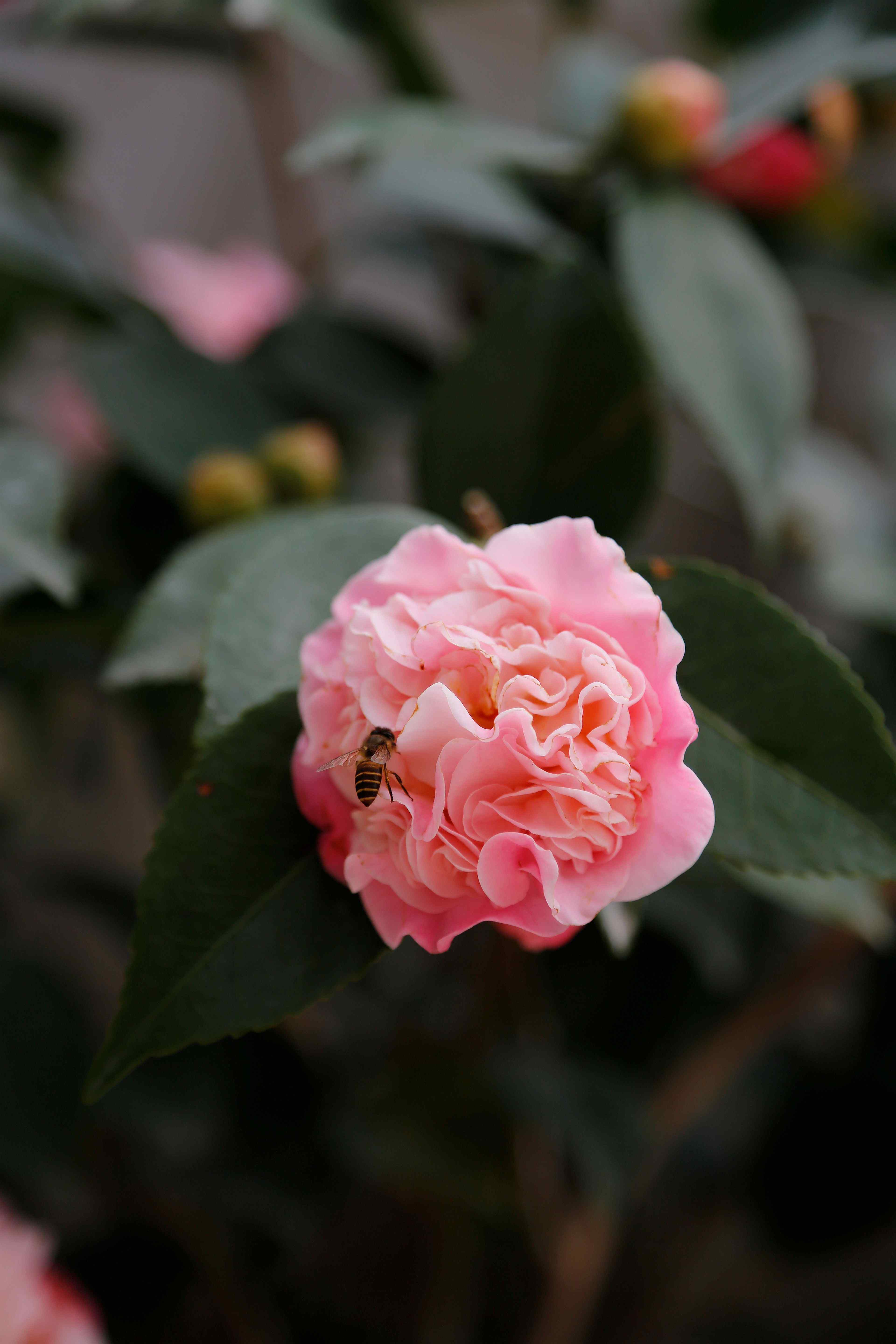 茶花蜜蜂采蜜手机壁纸