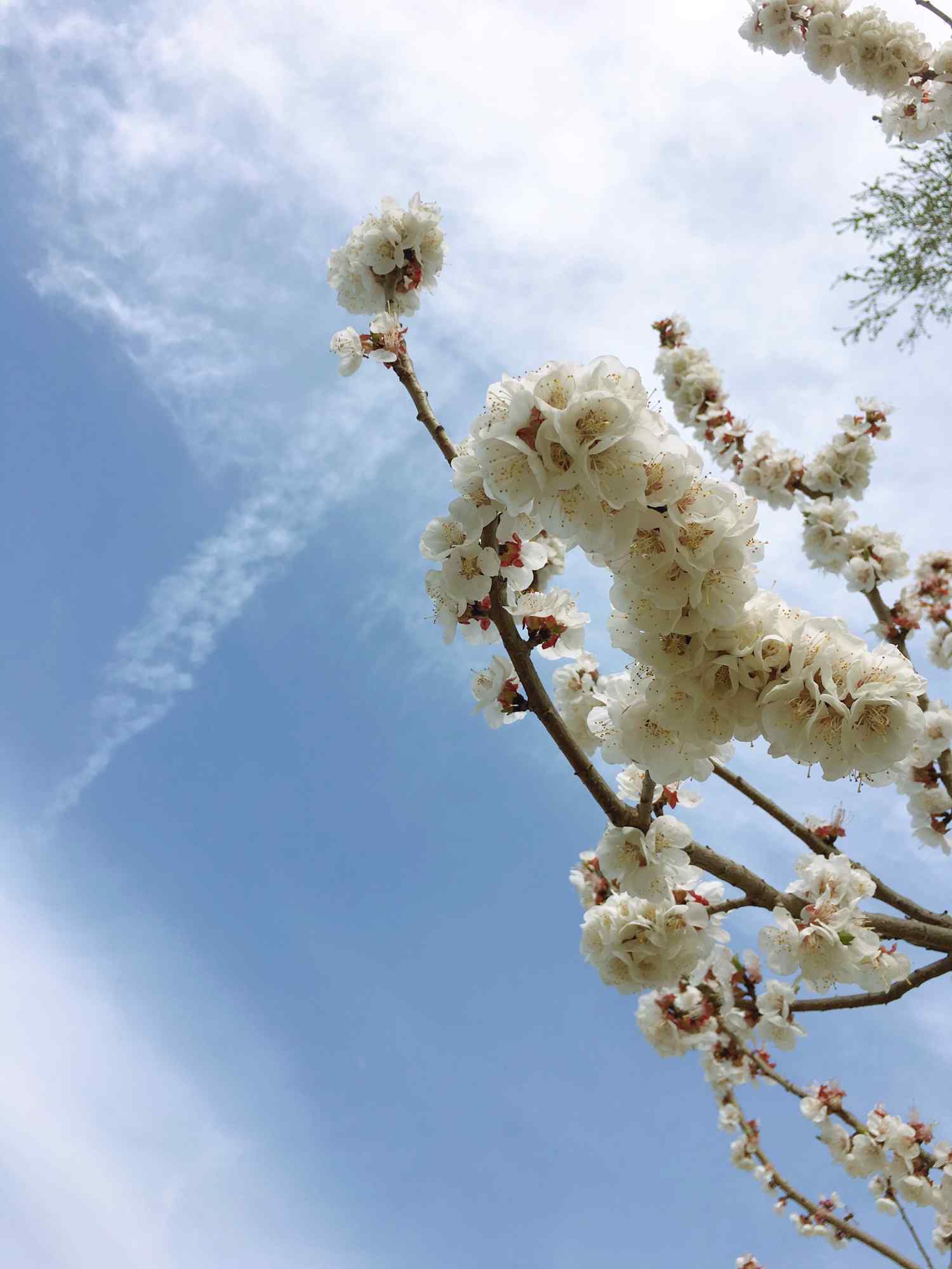 唯美的光晕与杏花手机壁纸（6张）