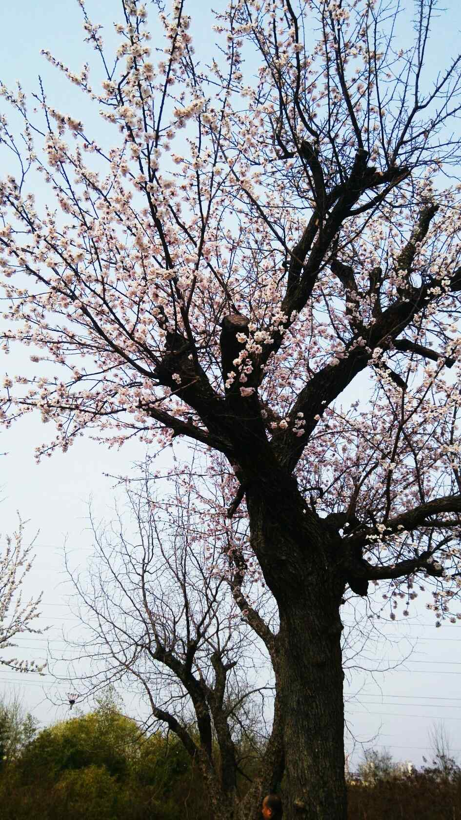 美丽的杏花树手机壁纸（3张）