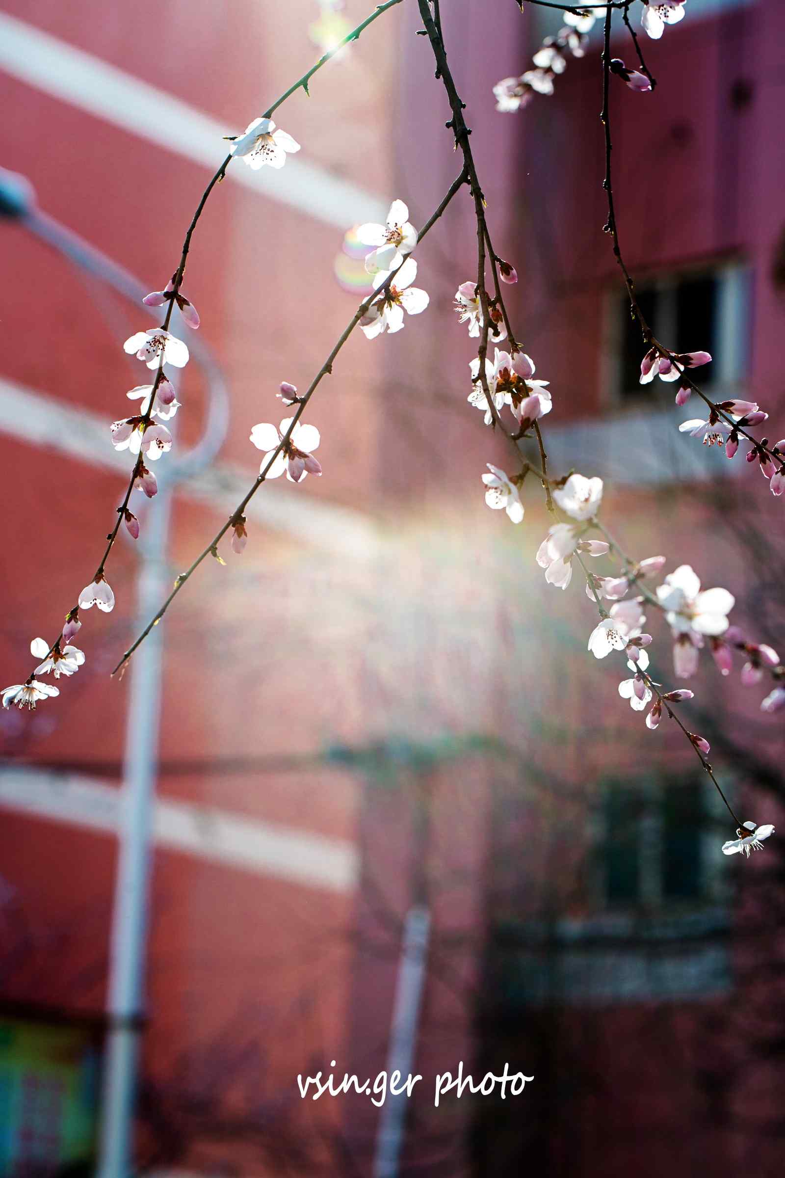 小清新杏花手机壁纸（7张）