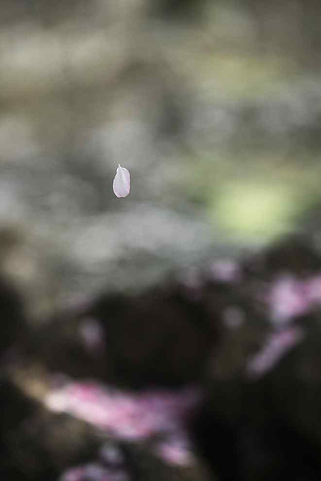 唯美的海棠花瓣手机壁纸（5张）