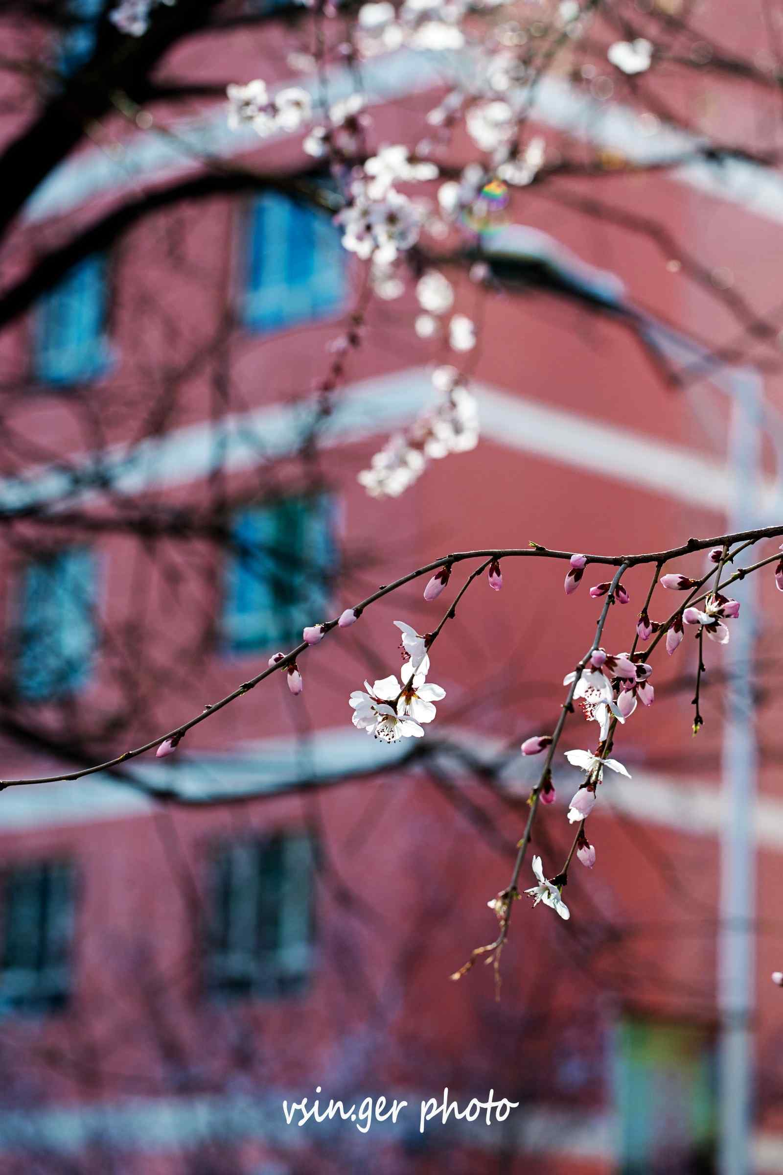 小清新杏花手机壁纸（7张）