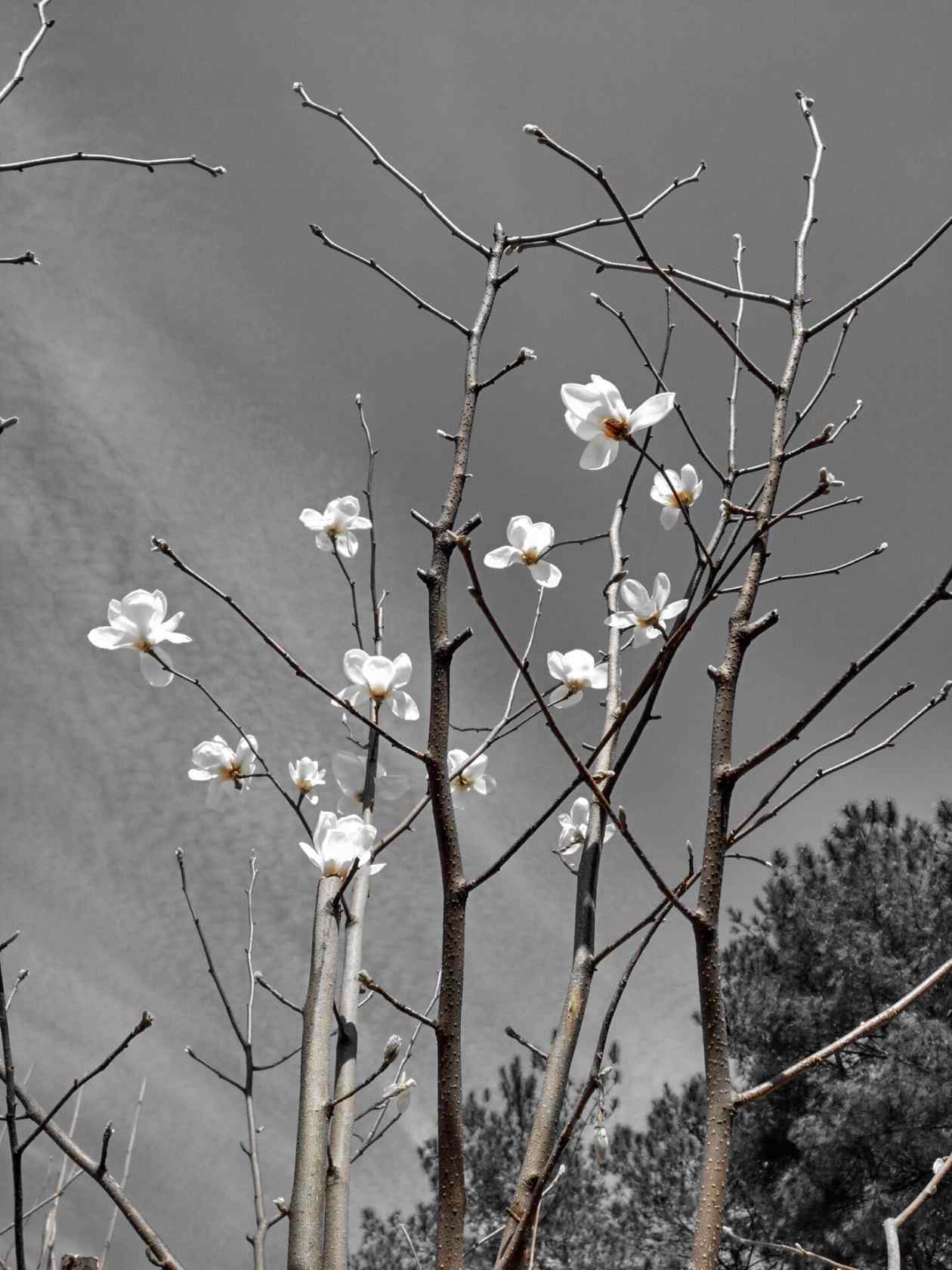 黑白色调玉兰花手机壁纸（5张）