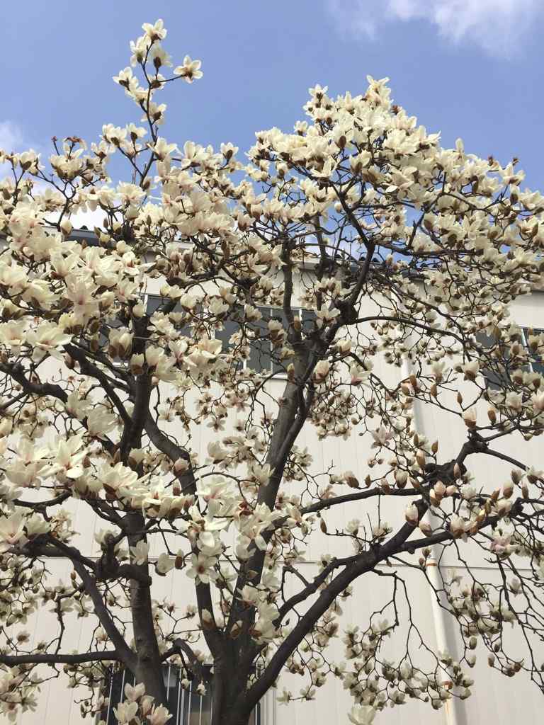 玉兰花与蓝天手机壁纸（6张）