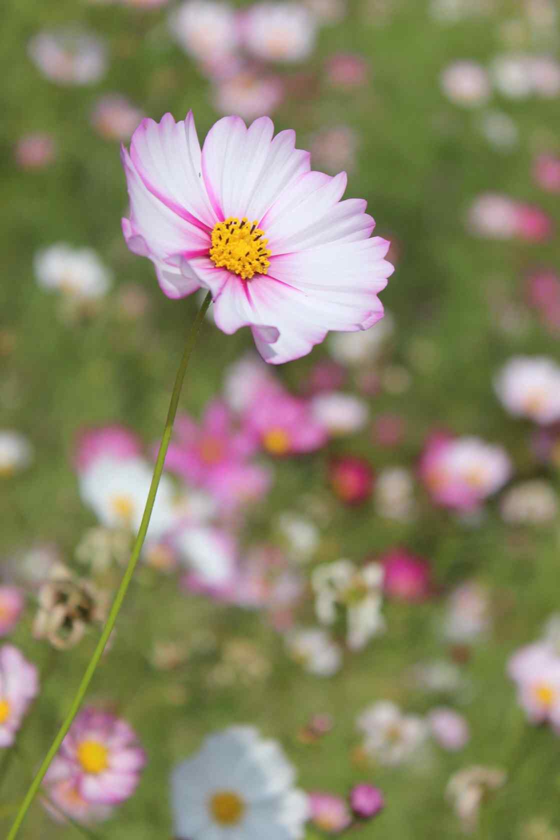 小清新格桑花图片手机壁纸