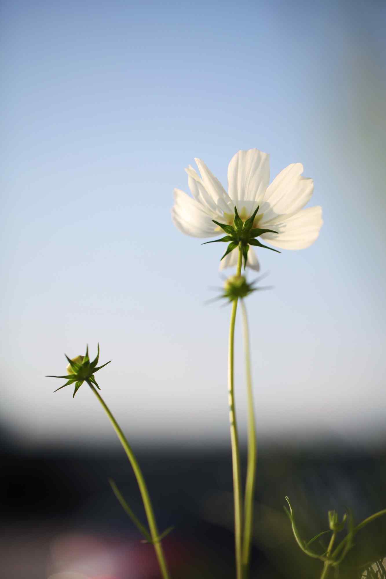 小清新白色格桑花手机壁纸