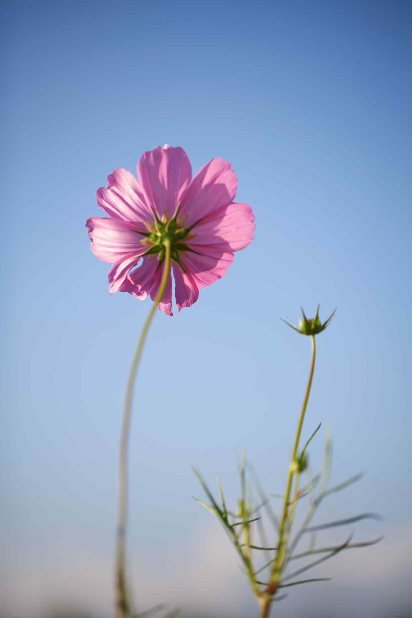 蓝天下的格桑花手机壁纸