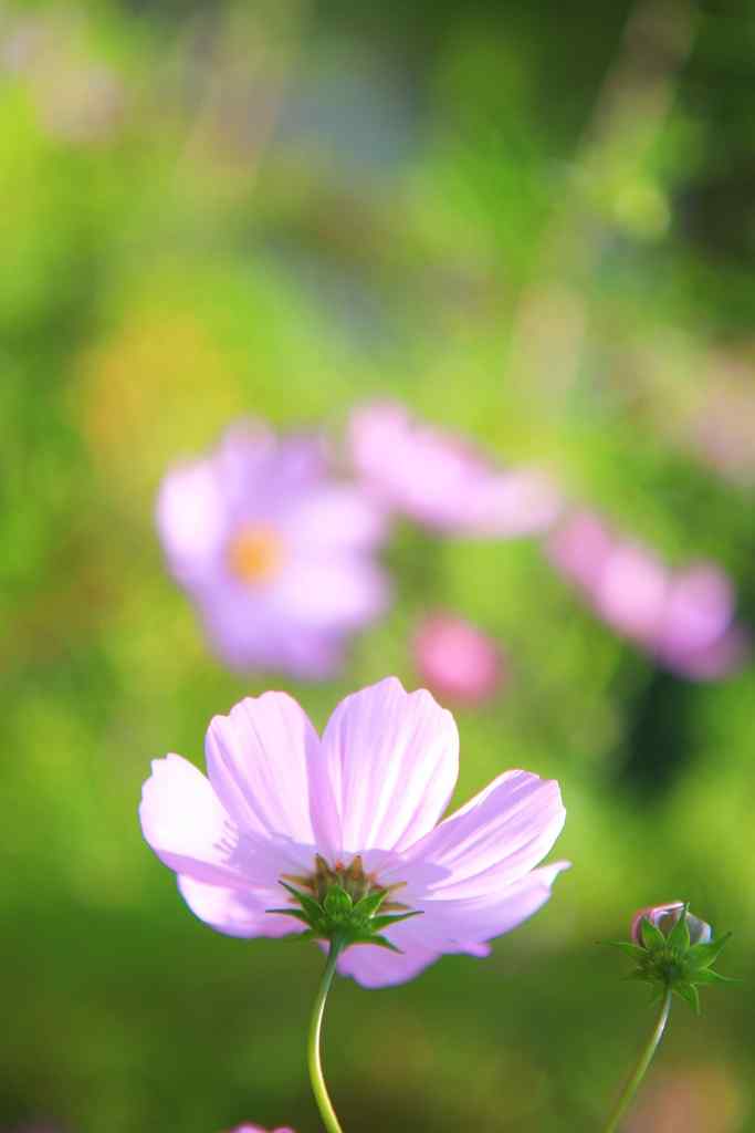 格桑花绿色护眼手机壁纸