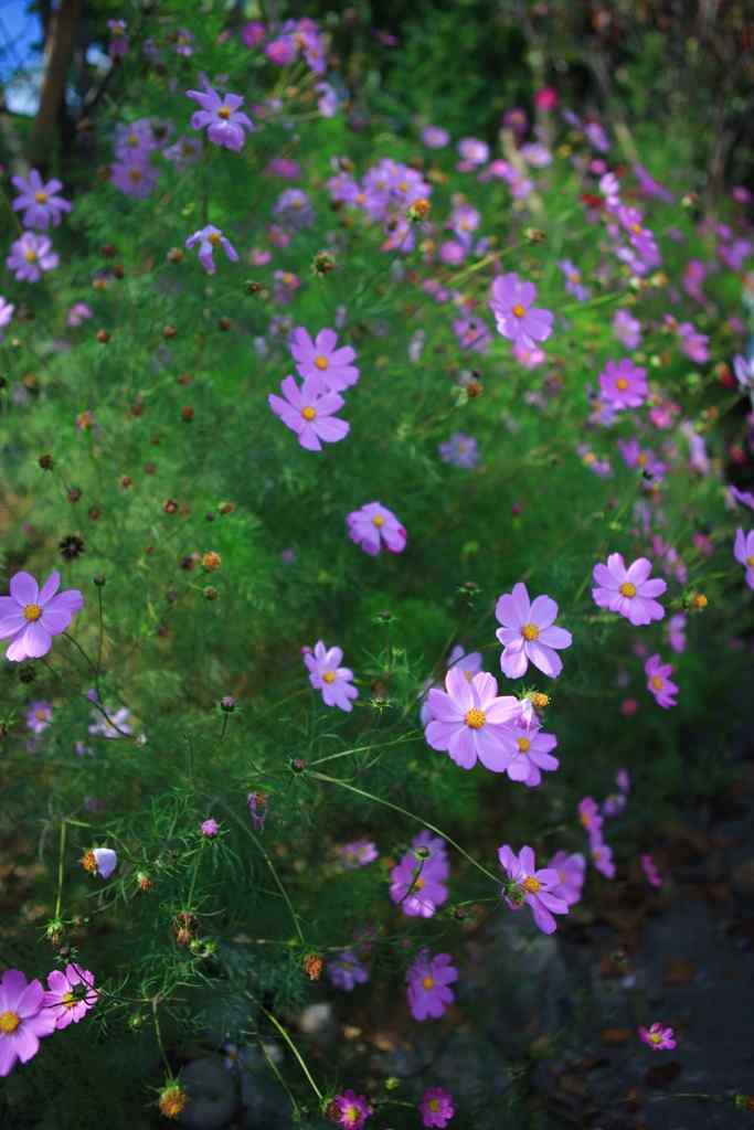 小清新格桑花手机壁纸