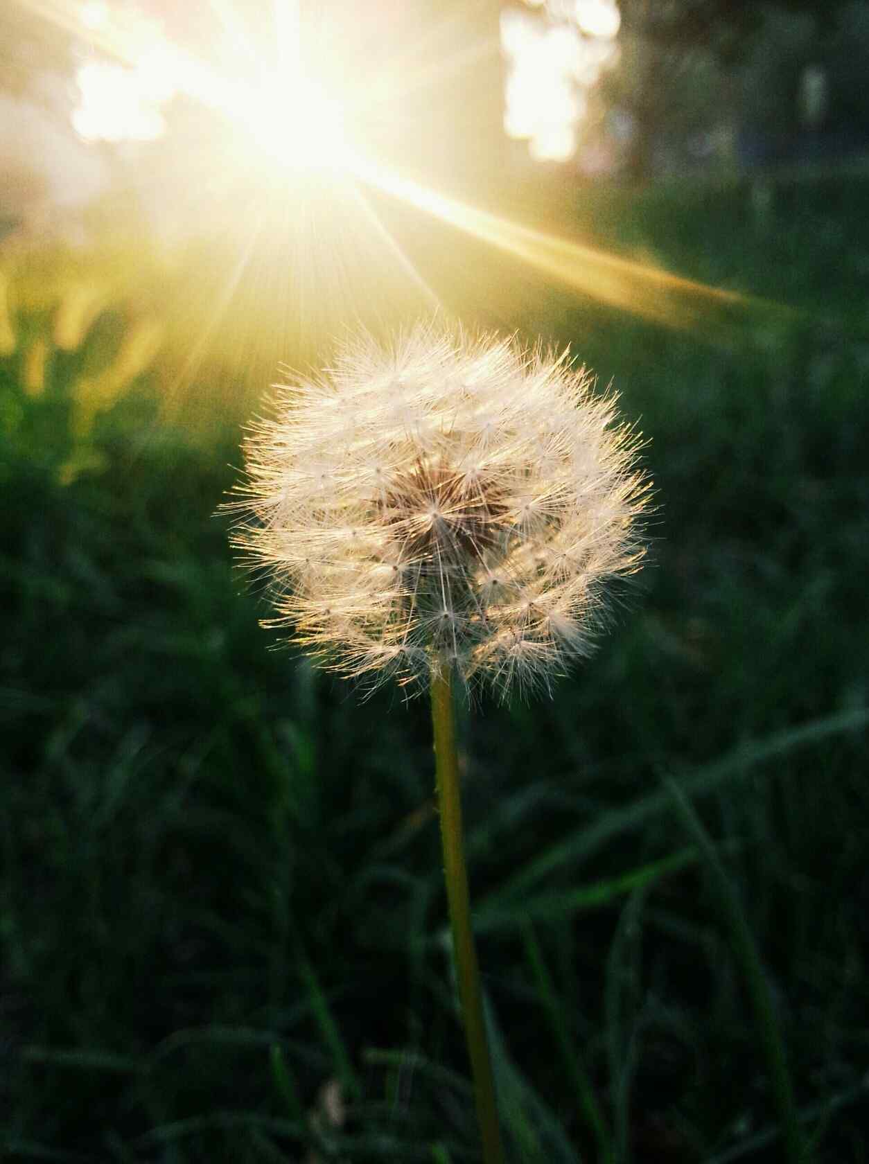 阳光下的蒲公英手机壁纸