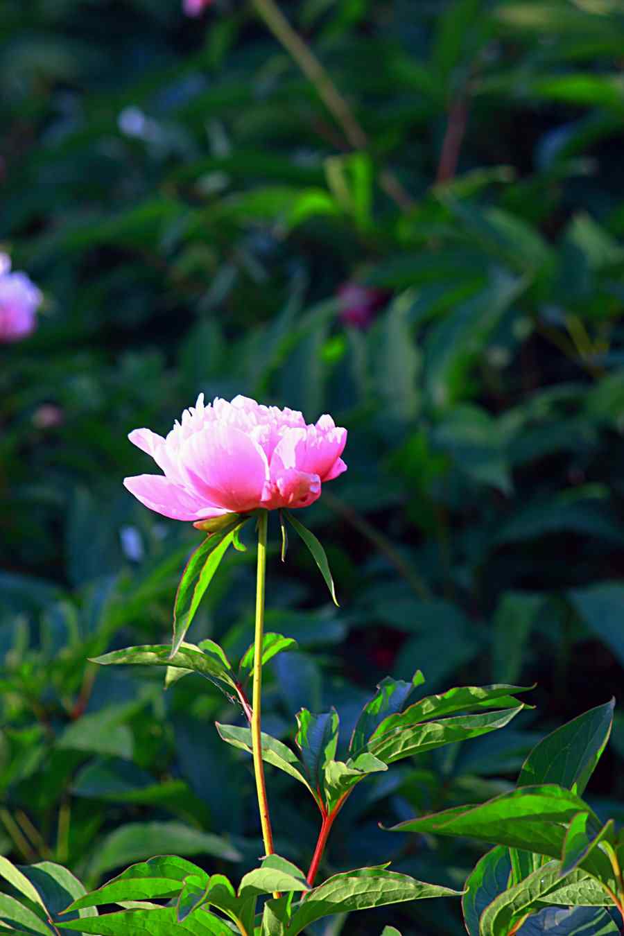 阳光下唯美的芍药花手机壁纸