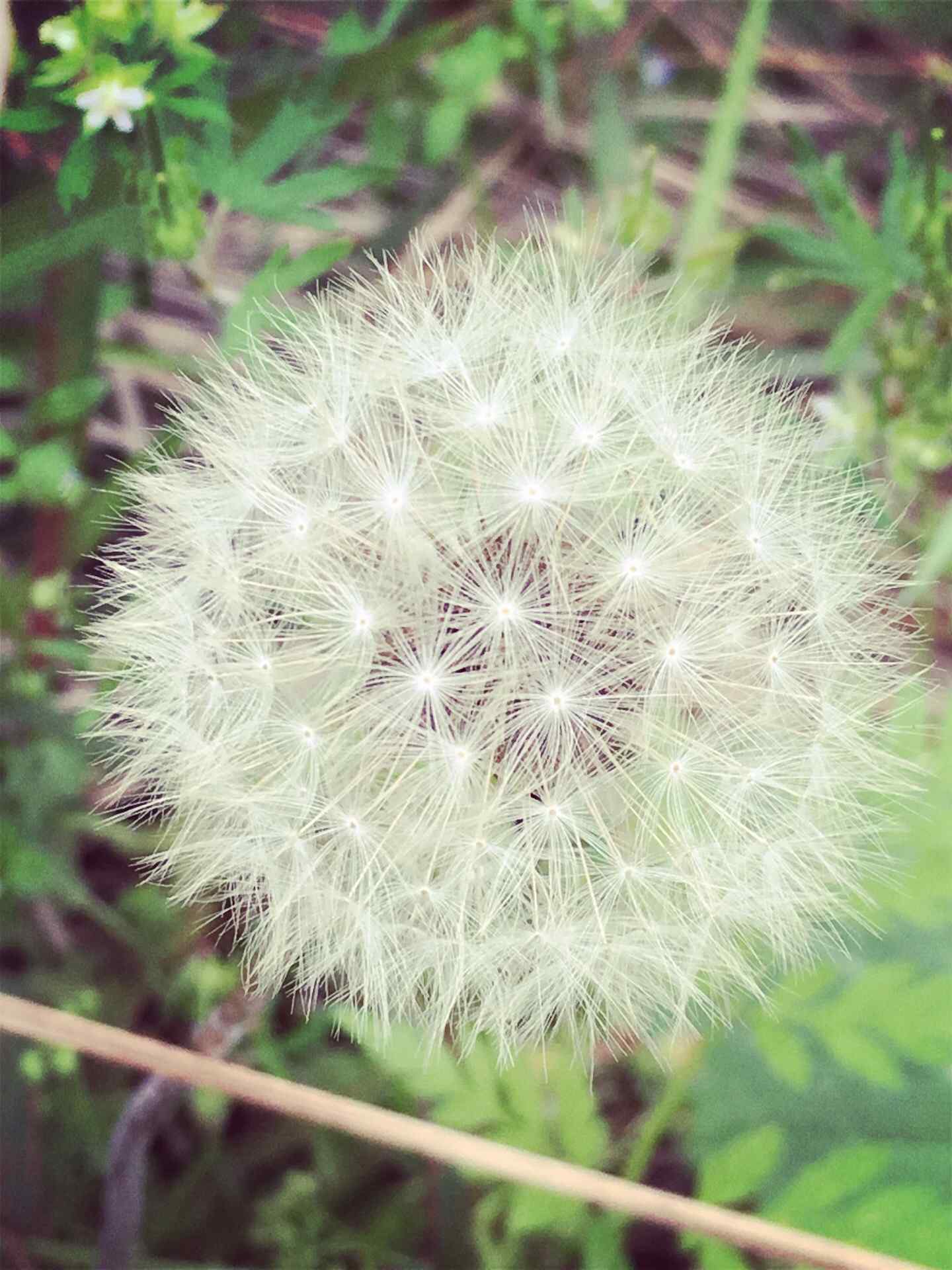 毛茸茸的蒲公英手机壁纸