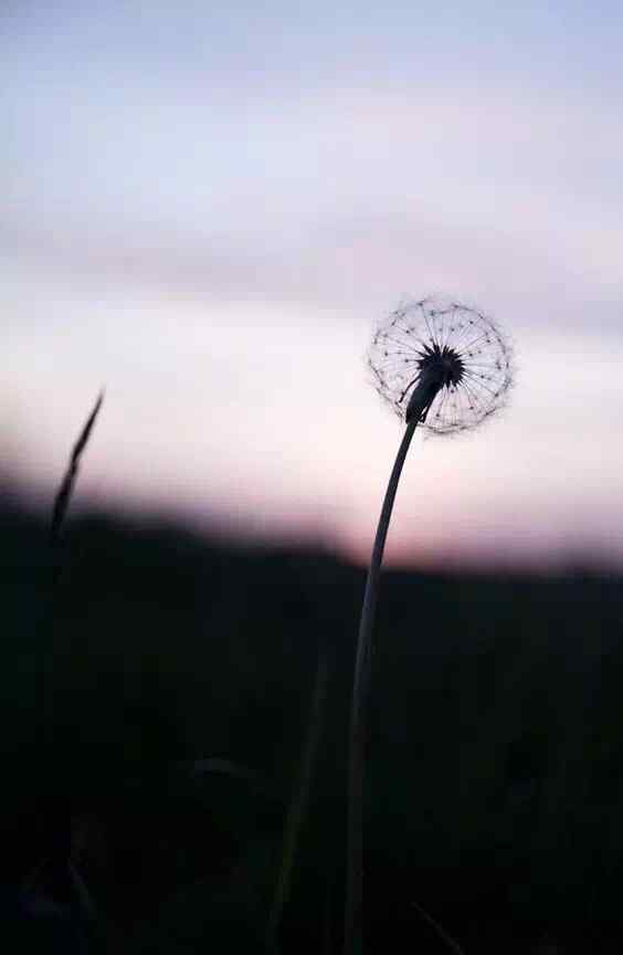 夕阳下的蒲公英手机壁纸