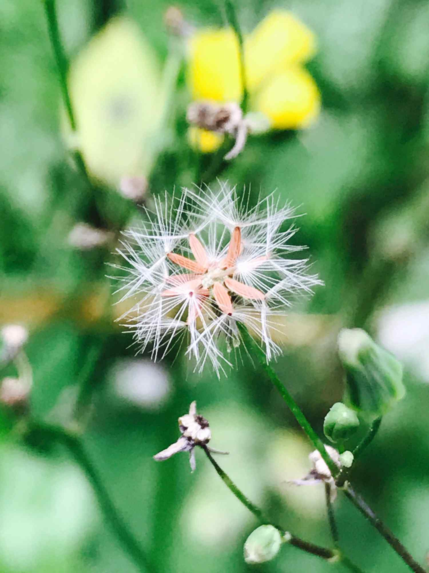 美丽的蒲公英手机壁纸