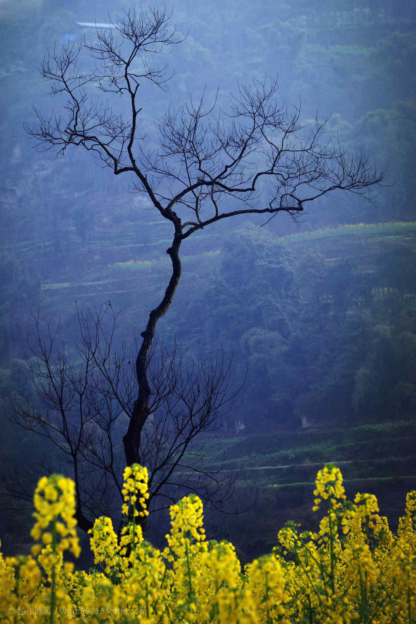 幽静山间的油菜花手机壁纸