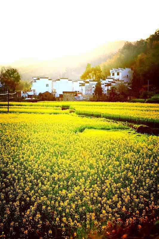 婺源油菜花风景图片手机壁纸