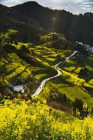 山上的油菜花风景图片