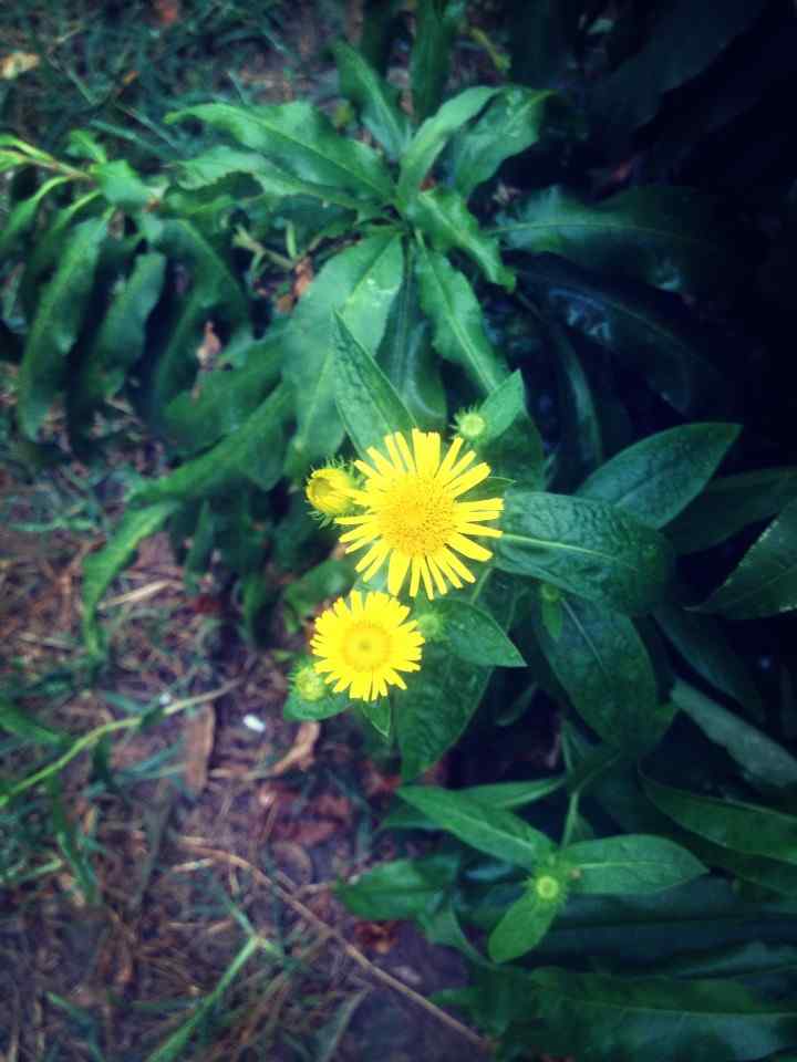 文艺的小黄花手机壁纸