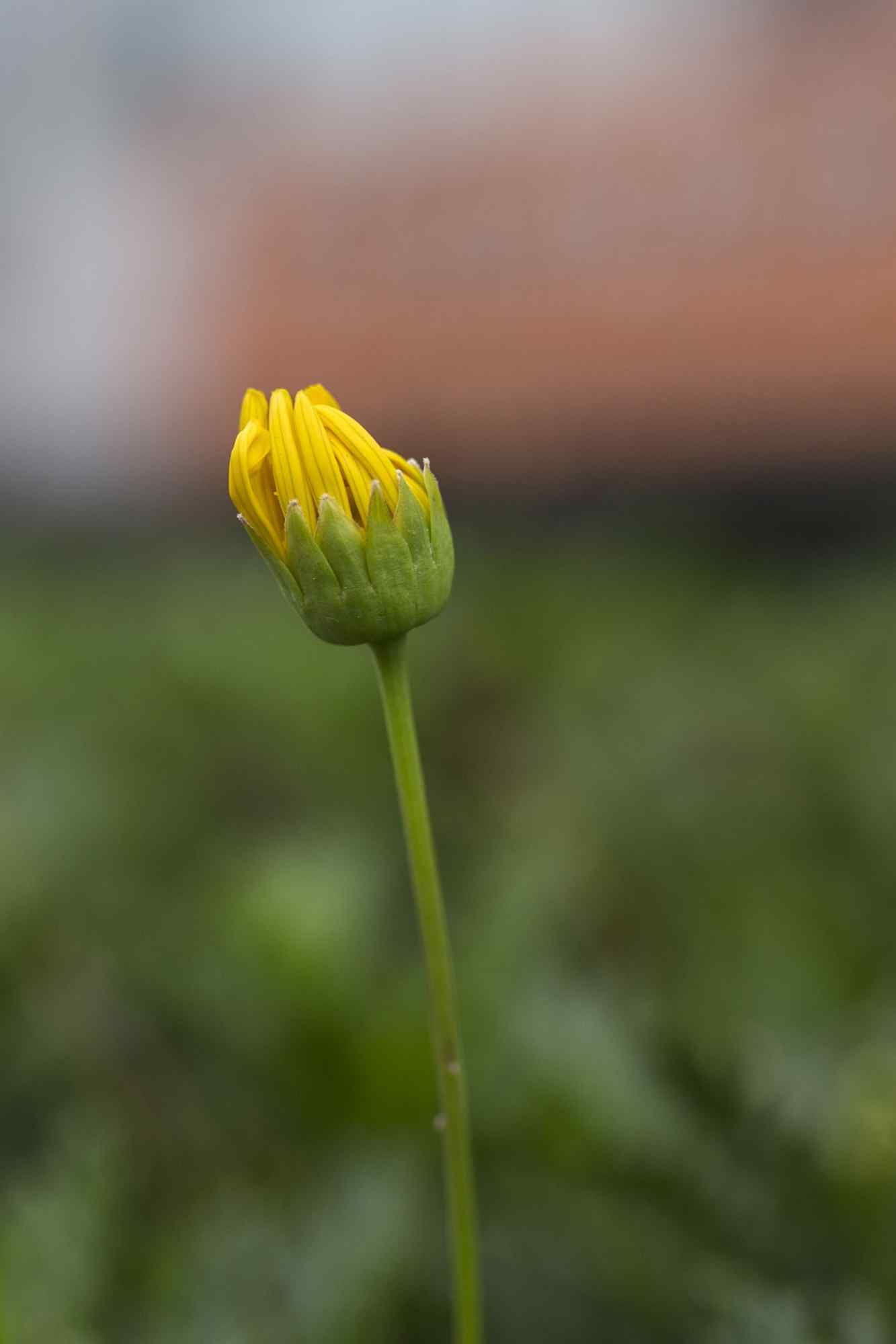 好看的小黄花手机壁纸