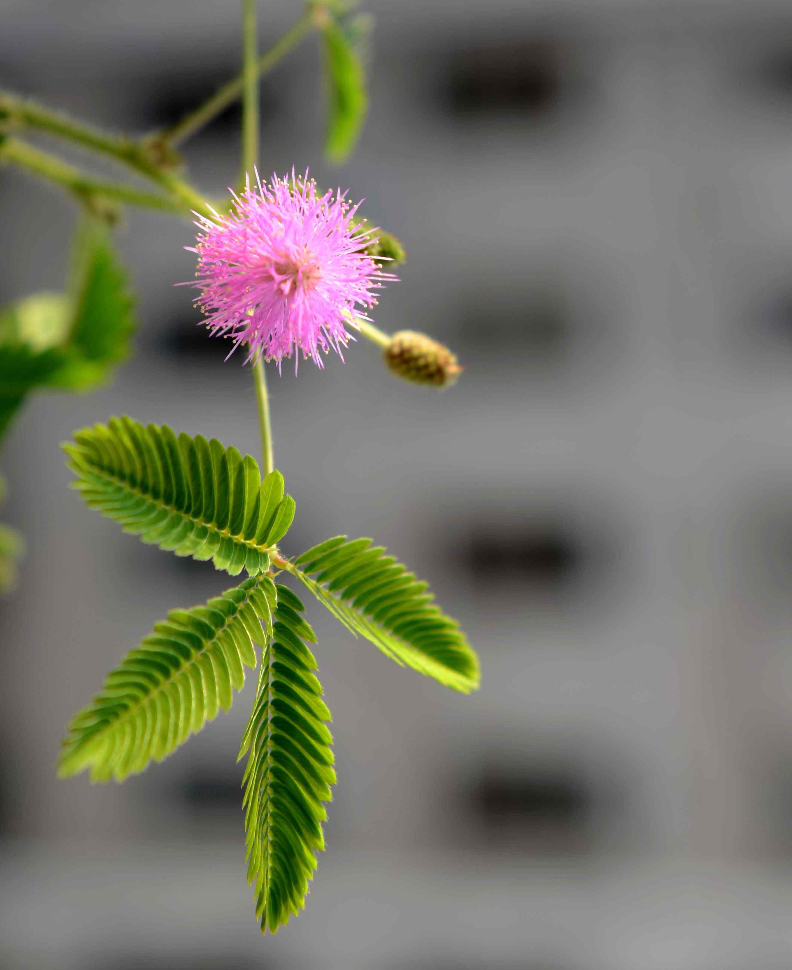 小清新含羞草花手机壁纸