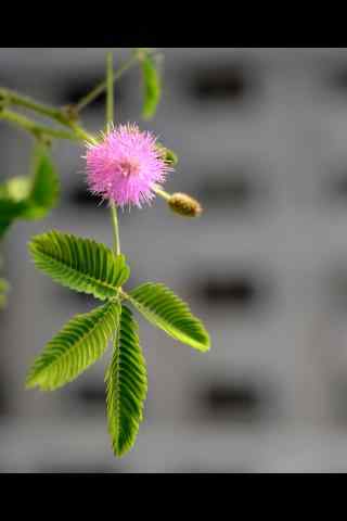 小清新含羞草花手机壁纸