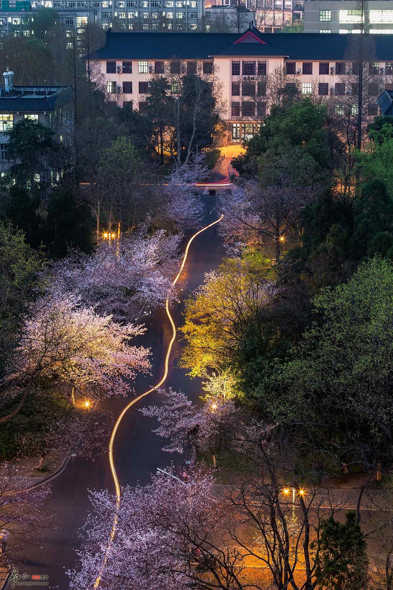 夜晚灯光下的樱花林手机壁纸