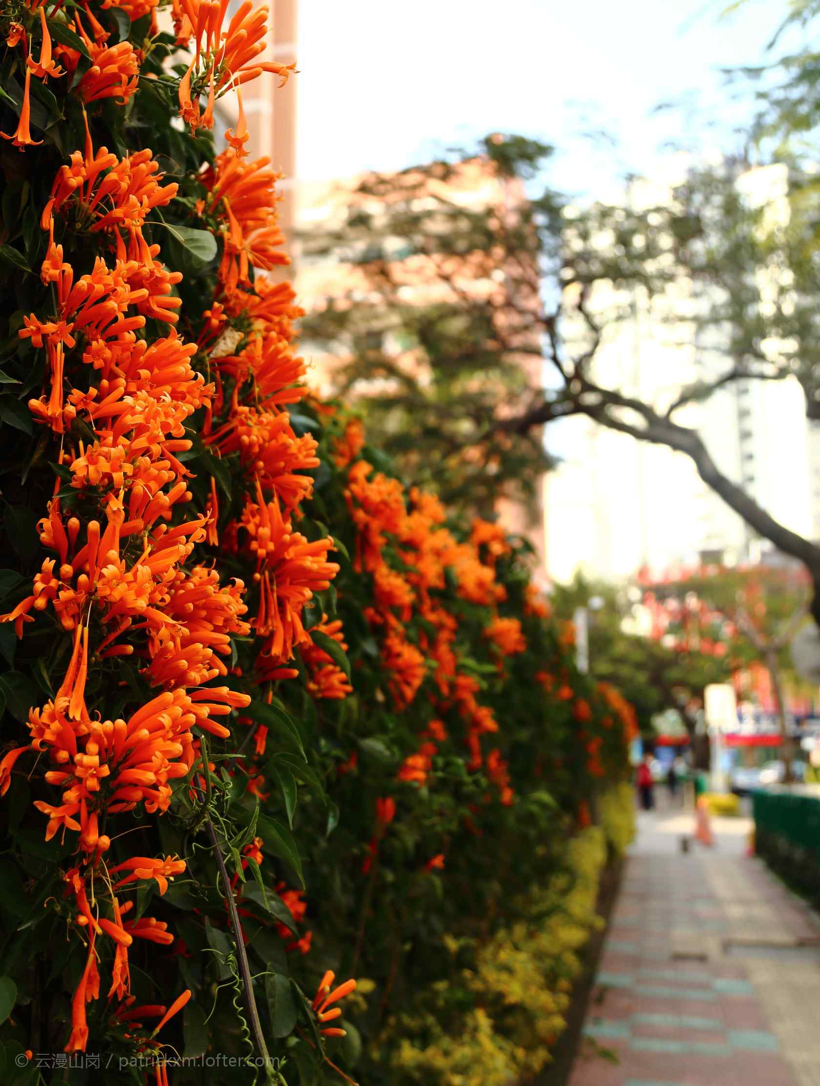 道路旁盛开的炮仗花手机壁纸