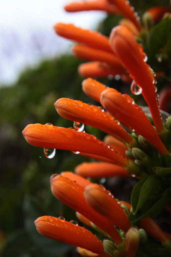 沾满水珠的炮仗花手机壁纸