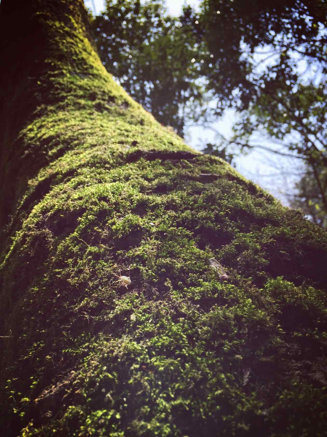 漫山遍野的青苔桌面壁纸