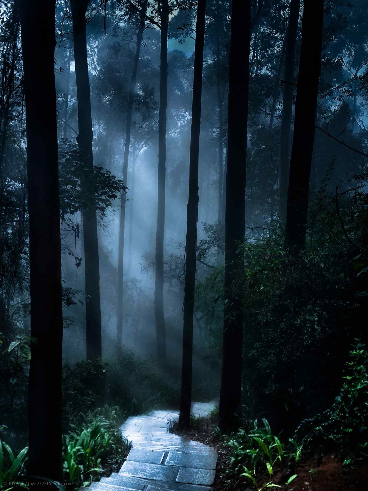 植树节—曲径通幽的树林手机壁纸