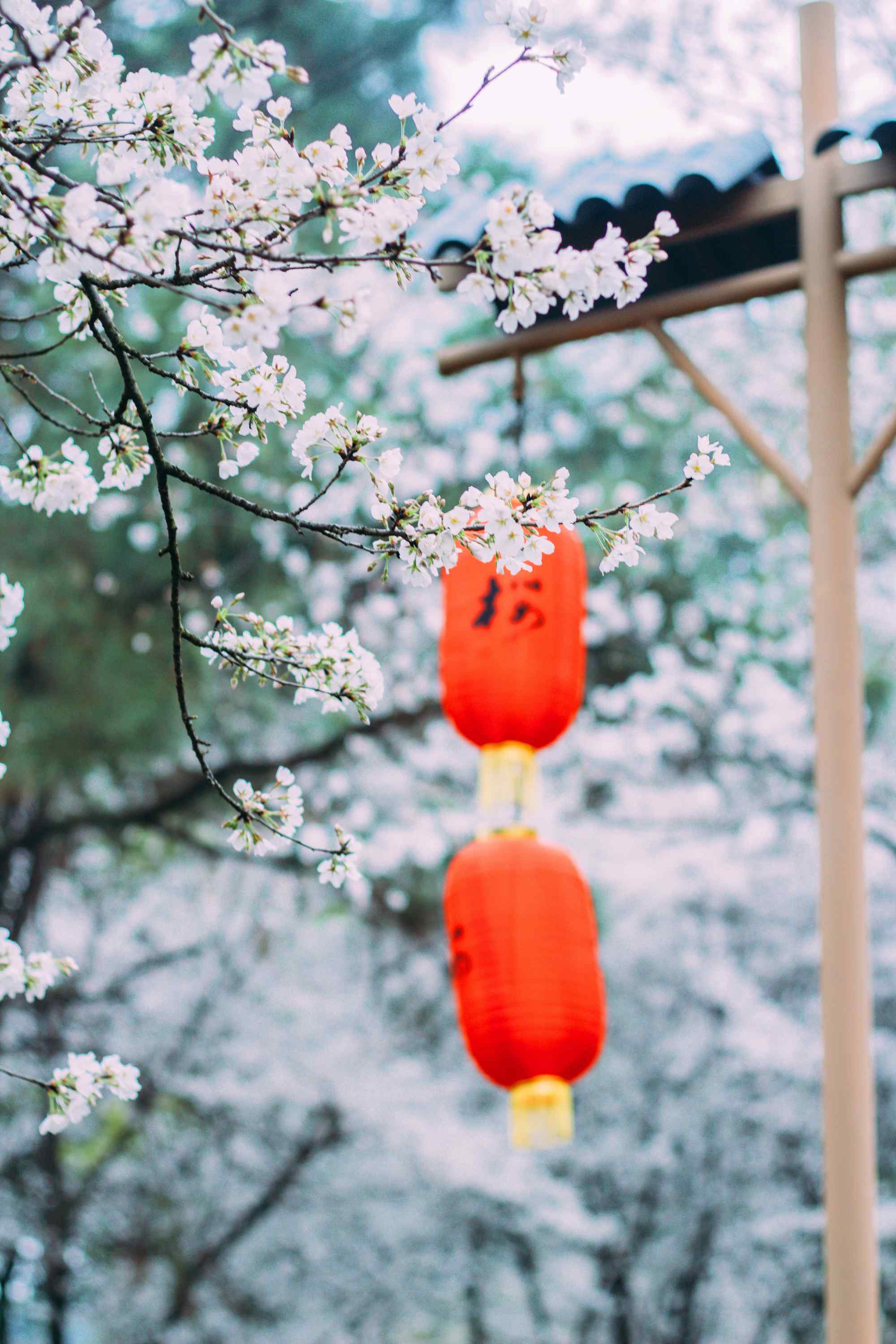 浪漫春日樱花林手机壁纸