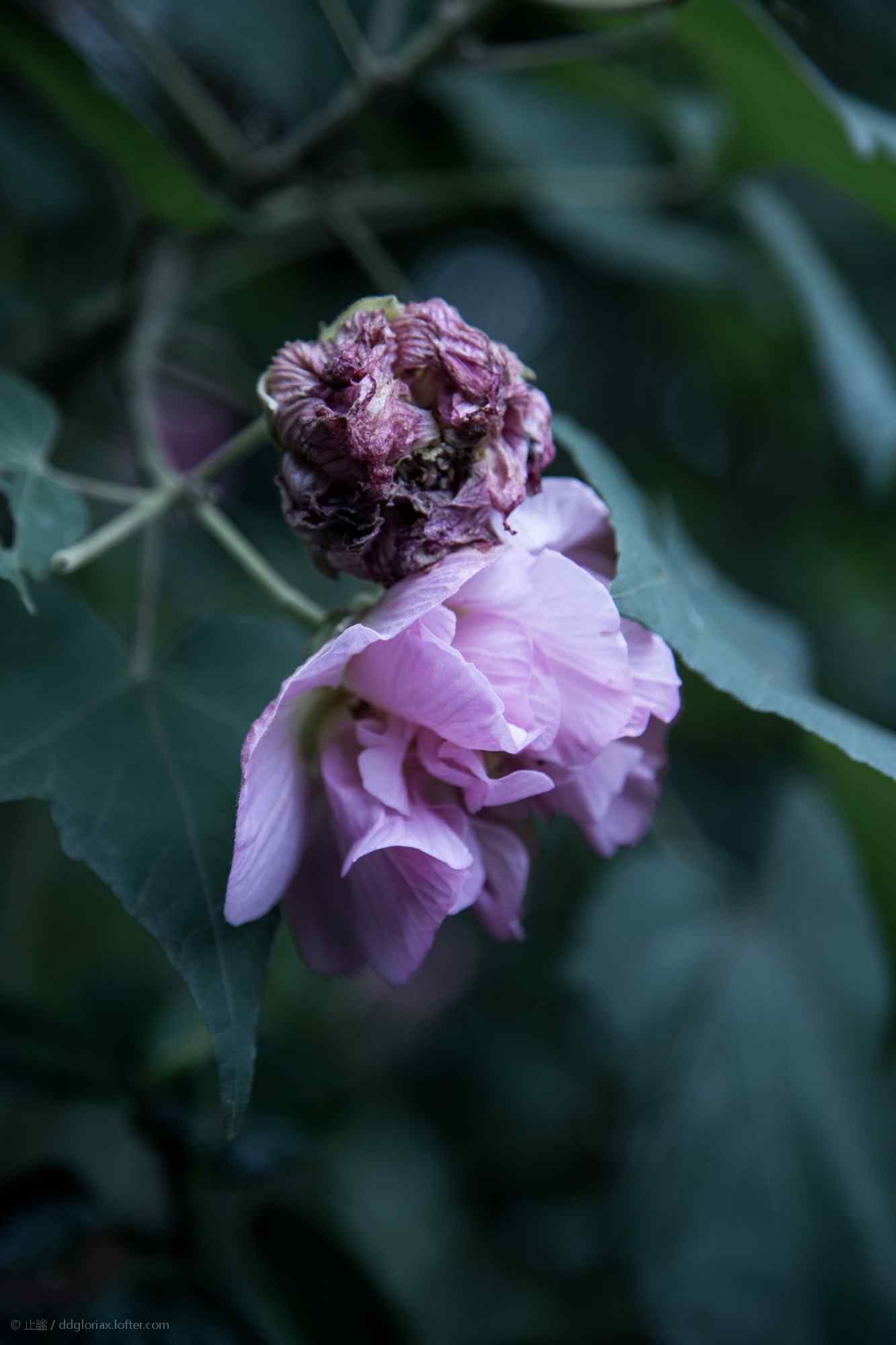 唯美紫色芙蓉花桌面壁纸