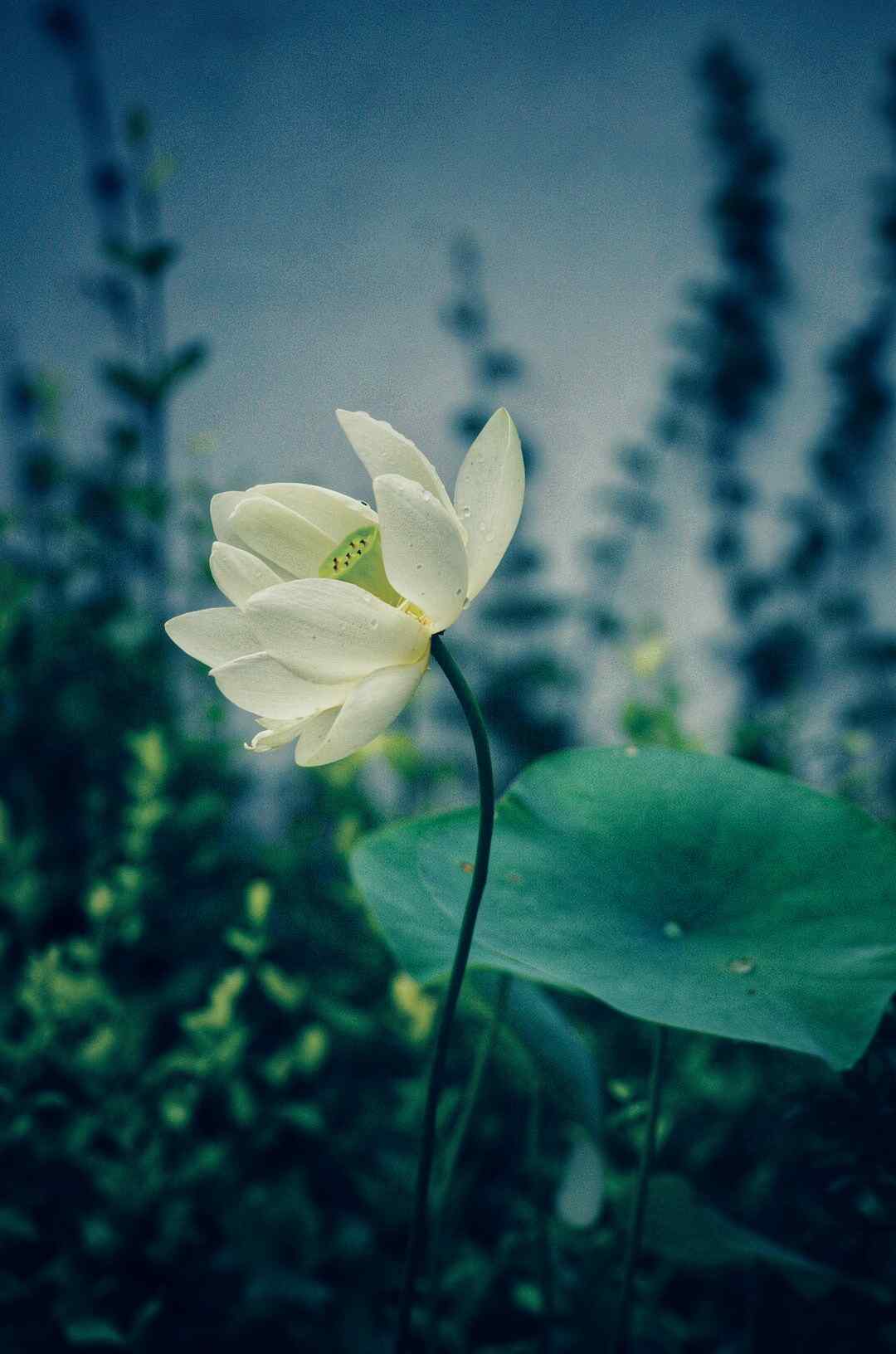 唯美小清新水芙蓉手机壁纸