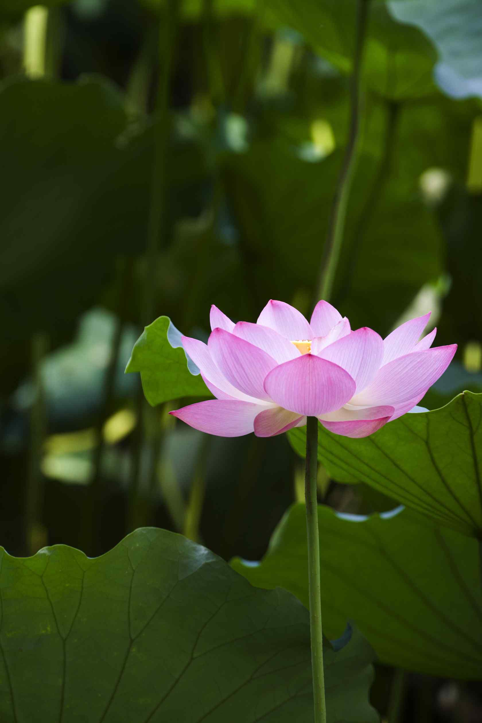 唯美小清新荷塘水芙蓉手机壁纸