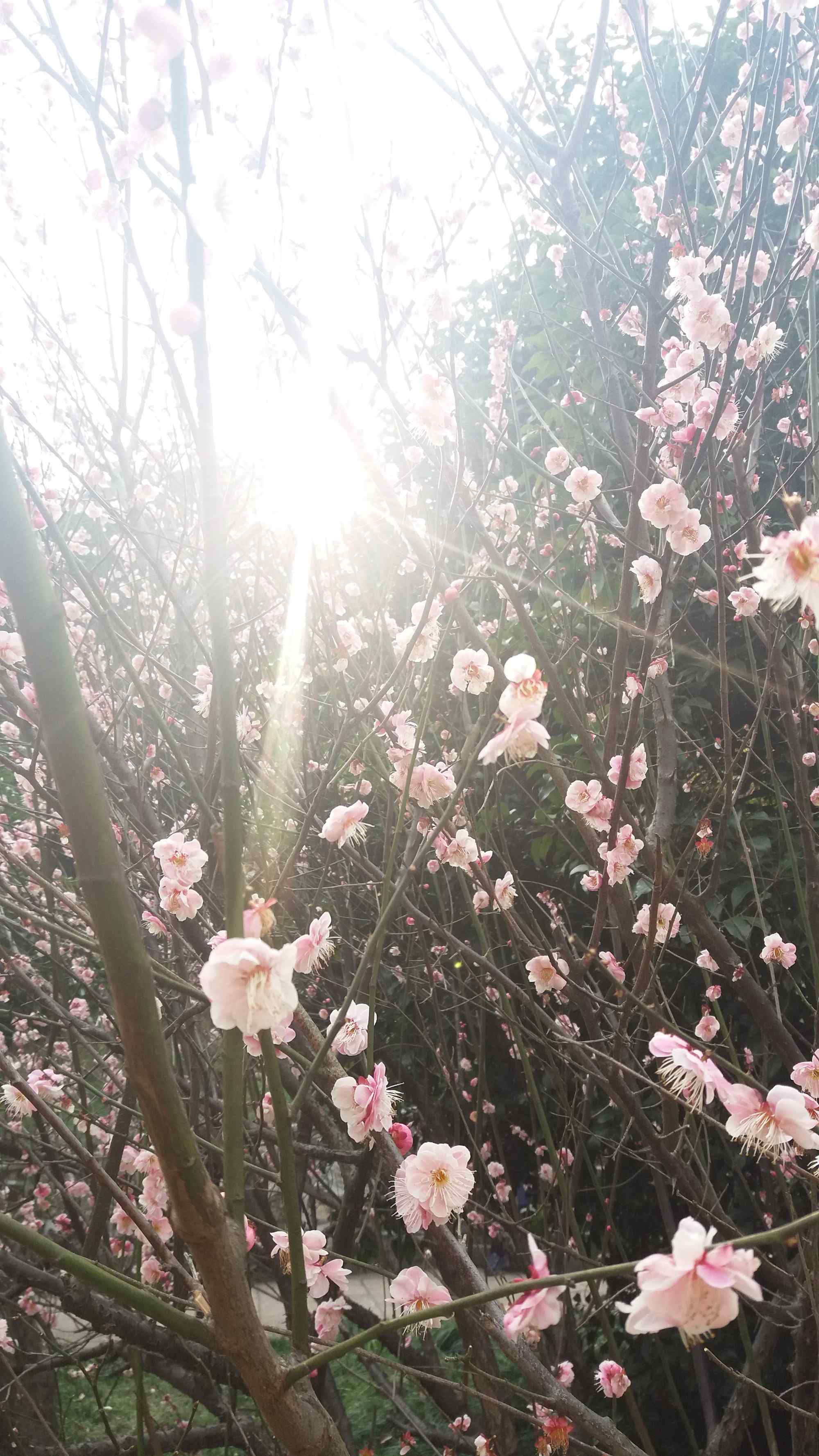 清明踏青唯美鲜花手机壁纸