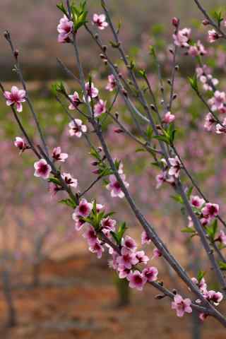 清明踏青鲜花手机壁纸