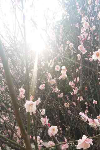 清明踏青唯美鲜花手机壁纸