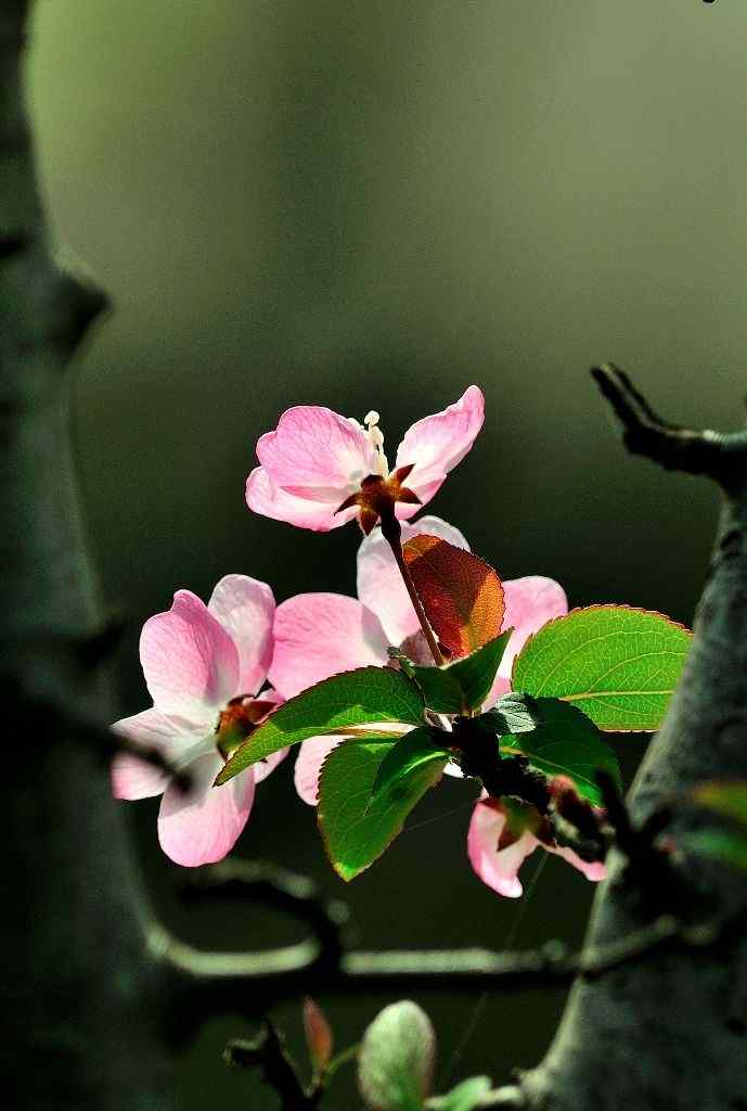 小清新西府海棠花手机壁纸